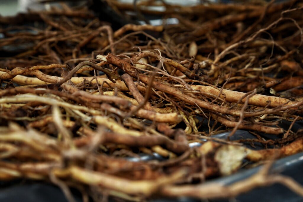 harvested kava root
