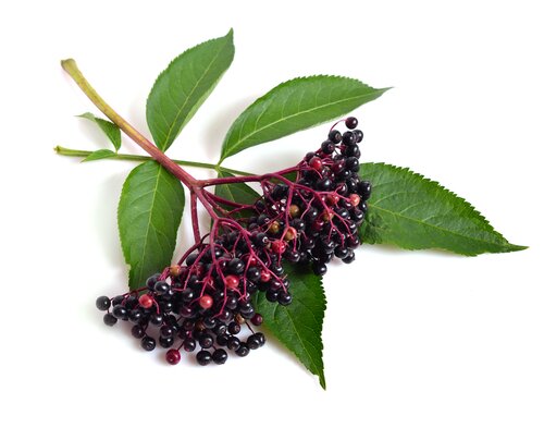 Elderberries|Elderflower Lemonade|Elderberry Syrup|Elderflower