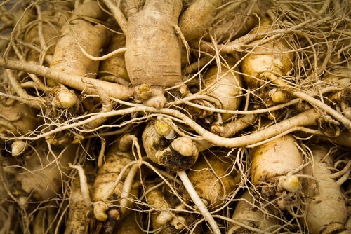 Panax Ginseng|American Ginseng|Eleuthero|Panax Notoginseng Pseudoginseng