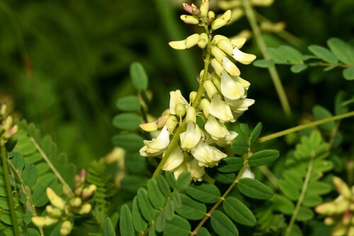 Flowers,of,astragalus,serpoplodny,in,the,forest|Chinese,herbal,medicine, ,astragalus,slices,,huang,qi,(astragalus,propinquus)