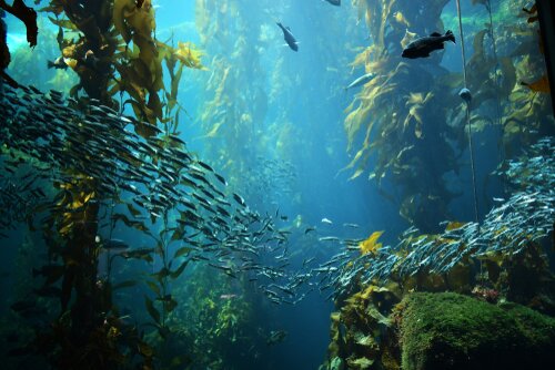 Kelp,forest,views,from,below|Female,adult,sea,otter,with,infant,/,baby,in,the|Cushion,sea,star,getting,ready,to,try,and,consume,a